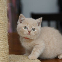 British Shorthair, Kedi  Tarçın fotoğrafı