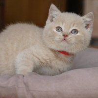 British Shorthair, Kedi  Tarçın fotoğrafı