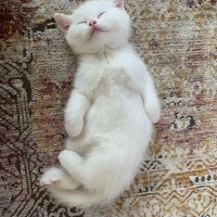 British Shorthair, Kedi  Bulut fotoğrafı