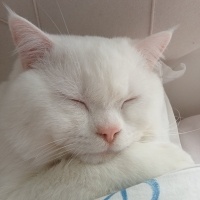 British Shorthair, Kedi  Bulut fotoğrafı