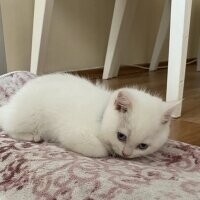 British Shorthair, Kedi  Bulut fotoğrafı