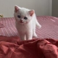 British Shorthair, Kedi  Bulut fotoğrafı