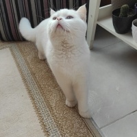 British Shorthair, Kedi  Bulut fotoğrafı