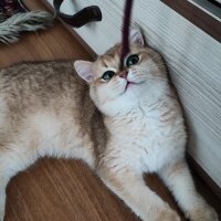 British Shorthair, Kedi  Caitlyn fotoğrafı