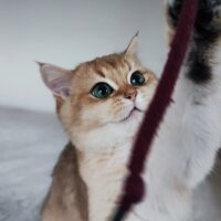 British Shorthair, Kedi  Caitlyn fotoğrafı