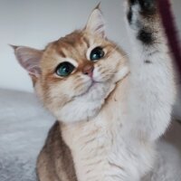 British Shorthair, Kedi  Caitlyn fotoğrafı