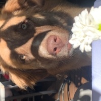 Sokö (Sokak Köpeği), Köpek  Hypatia fotoğrafı