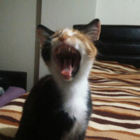 American Wirehair, Kedi  Yanık fotoğrafı