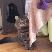 Norwegian Forest, Kedi  Diego fotoğrafı