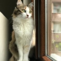 Norwegian Forest, Kedi  Sakız fotoğrafı