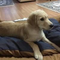 Golden Retriever, Köpek  Maço fotoğrafı