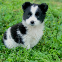 Cairn Terrier, Köpek  Hera fotoğrafı