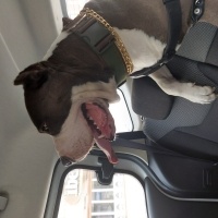 Amerikan Staffordshire Terrier, Köpek  Paşa fotoğrafı