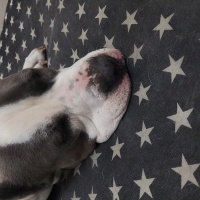 Amerikan Staffordshire Terrier, Köpek  Paşa fotoğrafı