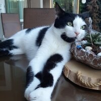 Tuxedo (Smokin) Kedi, Kedi  Uzay fotoğrafı