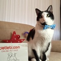 Tuxedo (Smokin) Kedi, Kedi  Uzay fotoğrafı