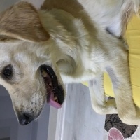 Golden Retriever, Köpek  Cici fotoğrafı