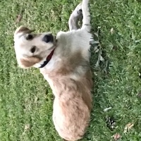 Golden Retriever, Köpek  Cici fotoğrafı