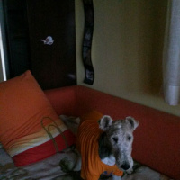 Fox Terrier (Wire), Köpek  fox fotoğrafı