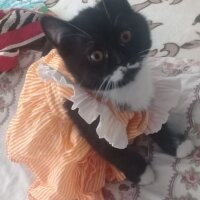 Tuxedo (Smokin) Kedi, Kedi  Minik Beşiktaşlı fotoğrafı