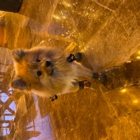 Pomeranyalı, Köpek  Behlülbey fotoğrafı