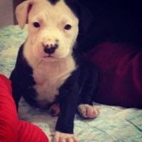 Amerikan Pitbull Terrier, Köpek  Shot fotoğrafı