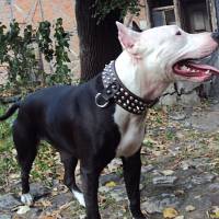 Amerikan Pitbull Terrier, Köpek  Shot fotoğrafı