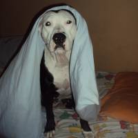 Amerikan Pitbull Terrier, Köpek  Shot fotoğrafı