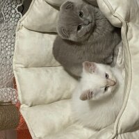 Scottish Fold, Kedi  Hera fotoğrafı