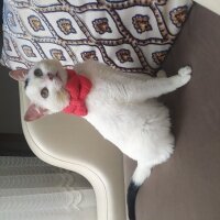 Tekir Kedi, Kedi  Pamuk fotoğrafı