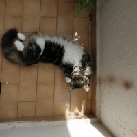 Tekir Kedi, Kedi  Turşu fotoğrafı