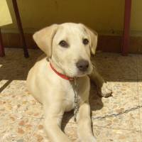 Labrador Retriever, Köpek  Lodos fotoğrafı