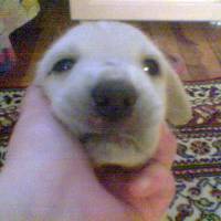 Labrador Retriever, Köpek  Lodos fotoğrafı