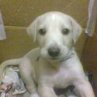 Labrador Retriever, Köpek  Lodos fotoğrafı