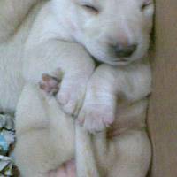 Labrador Retriever, Köpek  Lodos fotoğrafı