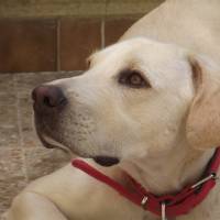 Labrador Retriever, Köpek  Lodos fotoğrafı