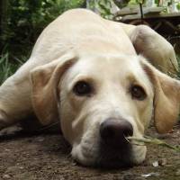 Labrador Retriever, Köpek  Lodos fotoğrafı