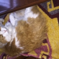 Tekir Kedi, Kedi  Sarıbebek fotoğrafı