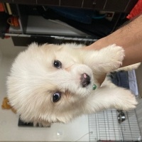 Maltese, Köpek  Tarçın fotoğrafı