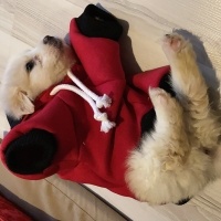 Maltese, Köpek  Tarçın fotoğrafı