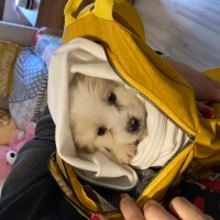 Maltese, Köpek  Tarçın fotoğrafı