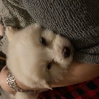 Maltese, Köpek  Tarçın fotoğrafı