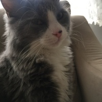 Tekir Kedi, Kedi  ponçik fotoğrafı