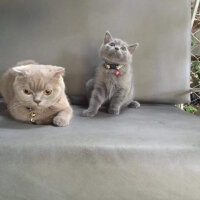 Scottish Fold, Kedi  Minnak fotoğrafı