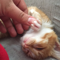 Cymric, Kedi  Tarçın  fotoğrafı