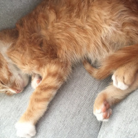 Cymric, Kedi  Tarçın  fotoğrafı