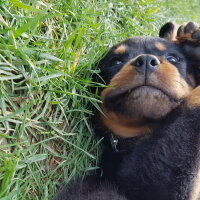 Rottweiler, Köpek  ALEX fotoğrafı