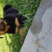 Rottweiler, Köpek  ALEX fotoğrafı