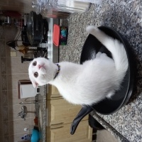 Scottish Fold, Kedi  MAYA VERA fotoğrafı