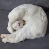 Scottish Fold, Kedi  MAYA VERA fotoğrafı